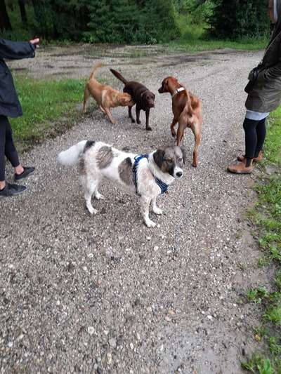 Herdenschutzhunde und Herdi-Mixe-Beitrag-Bild