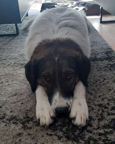 Club der Rumänen (Alle Hunde aus dem rumänischen Tierschutz, wo seid Ihr?)-Beitrag-Bild