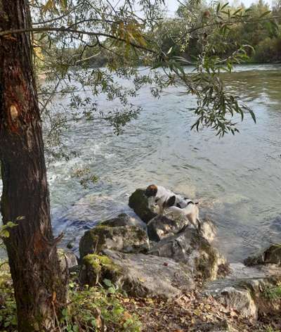 Dogorama-Monats-Challenge-Mai "Wasser"-Beitrag-Bild