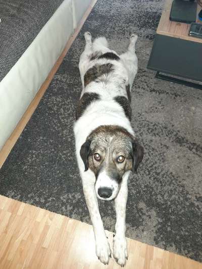 TierschutzhundeStammtisch🐕-Beitrag-Bild