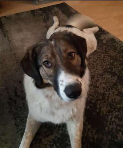 Herdenschutzhunde und Herdi-Mixe-Beitrag-Bild