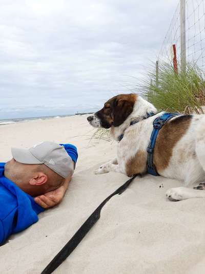 Dogorama Photo Challenge - Tierischer Urlaub-Beitrag-Bild