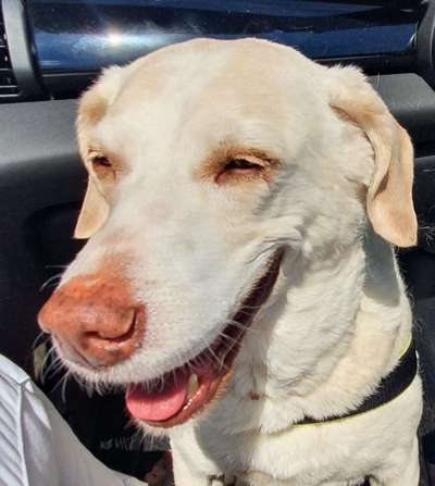 Mischlinge raten - Rätselspaß-Beitrag-Bild