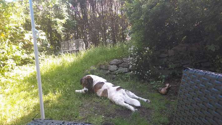 Mischlingshunde Foto Aufruf-Beitrag-Bild