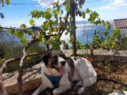 Dogorama Photo Challenge - Tierischer Urlaub-Beitrag-Bild