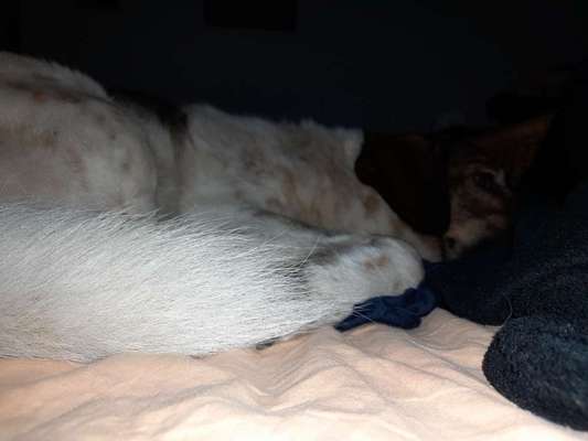 Herdenschutzhunde und Herdi-Mixe-Beitrag-Bild