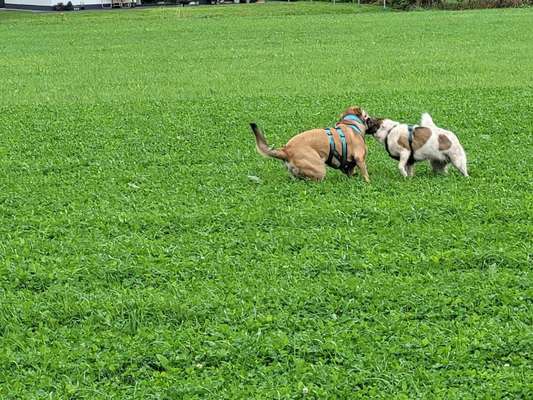 TierschutzhundeStammtisch🐕-Beitrag-Bild