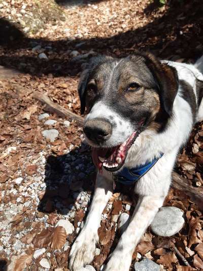 Wie wichtig ist euch das Aussehen eures Hundes?-Beitrag-Bild