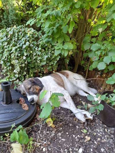 Herdenschutzhunde und Herdi-Mixe-Beitrag-Bild