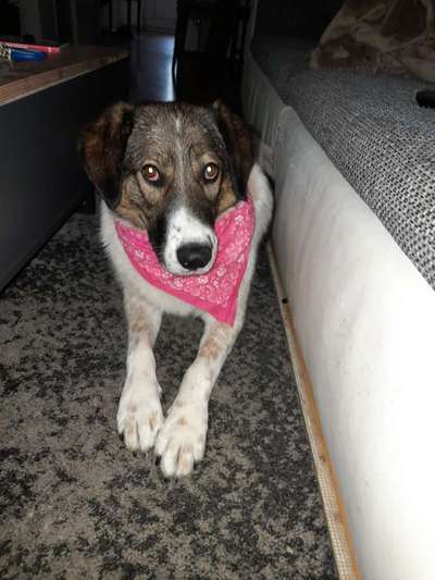 Farben-Fotochallenge: Rosa-Beitrag-Bild