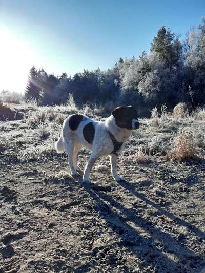 Fotochallenge No. 26                                     Wald und Wiese-Beitrag-Bild