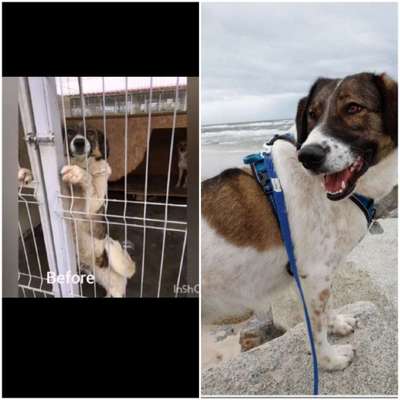 Auslandstierschutz-Beitrag-Bild