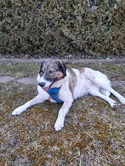 Mischlinge raten - Rätselspaß-Beitrag-Bild