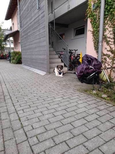 Herdenschutzhunde und Herdi-Mixe-Beitrag-Bild