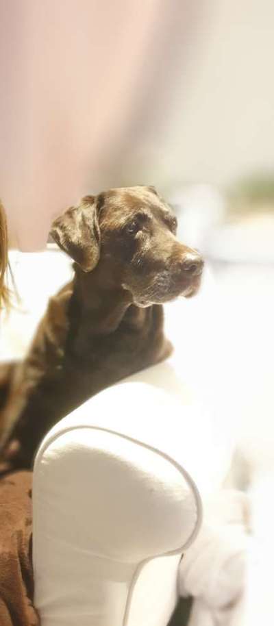 Labradorfans-Beitrag-Bild