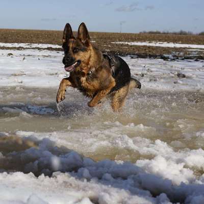 Hundetreffen-Gassispielrunde in der Umgebung von Eisenberg-Bild