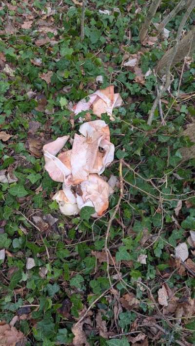 Giftköder-Schweinehaut im Wald-Bild