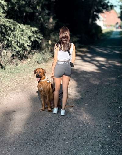 Hundetreffen-Lange Spaziergänge-Bild