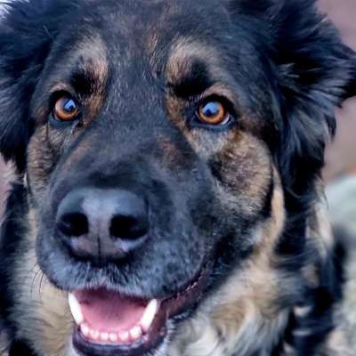 Gassi-Services-The Wuff-Bild