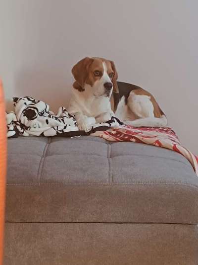 Gehören Hunde ins Restaurant?-Beitrag-Bild