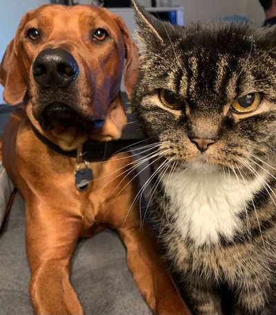 Rhodesian Ridgeback-Beitrag-Bild