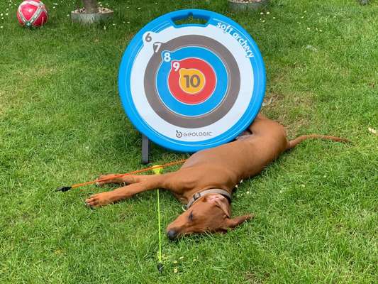 Rhodesian Ridgeback-Beitrag-Bild