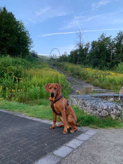 Rhodesian Ridgeback-Beitrag-Bild