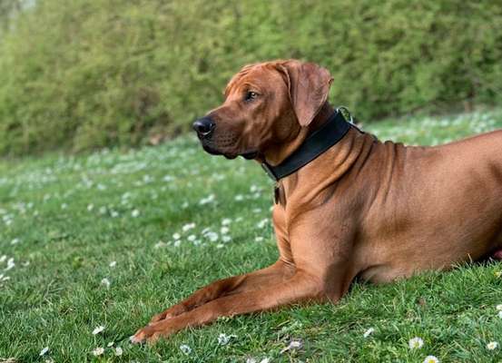 Rhodesian Ridgeback-Beitrag-Bild