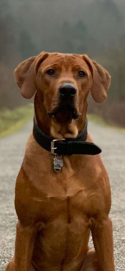 Rhodesian Ridgeback-Beitrag-Bild