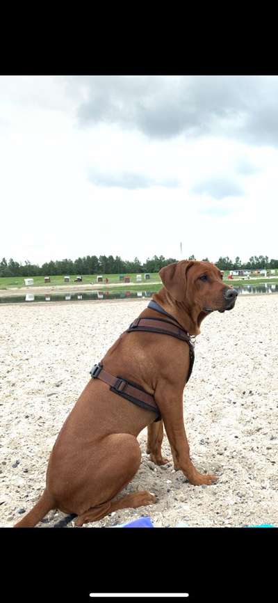 Rhodesian Ridgeback-Beitrag-Bild