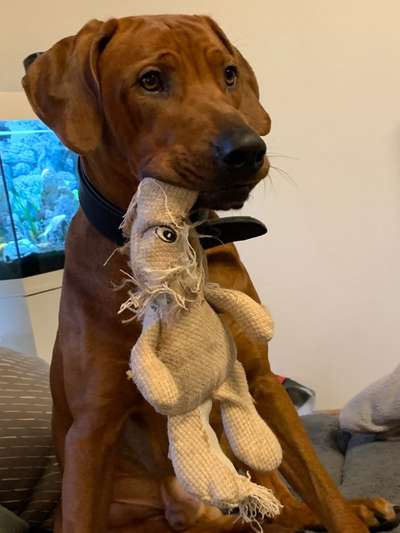 Rhodesian Ridgeback-Beitrag-Bild