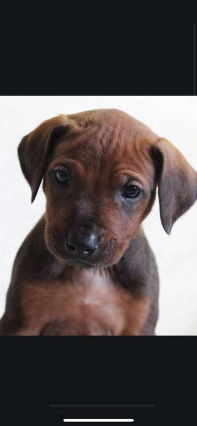 Rhodesian Ridgeback-Beitrag-Bild