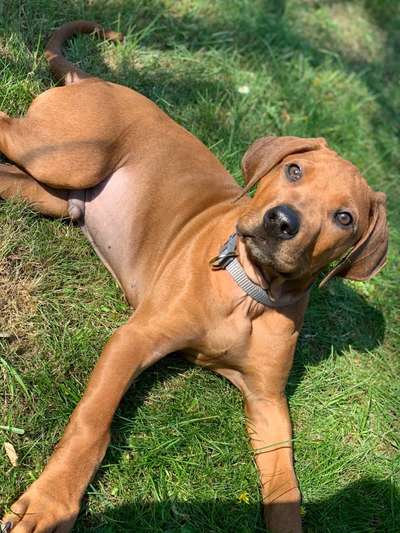 Rhodesian Ridgeback-Beitrag-Bild