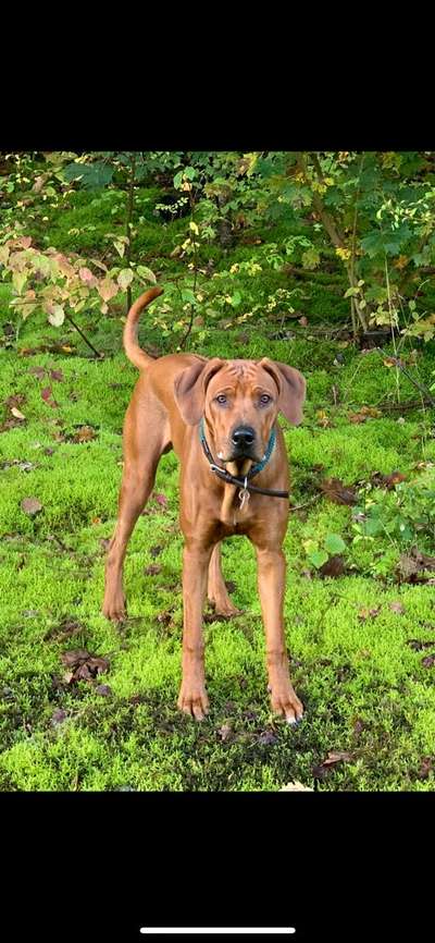 Rhodesian Ridgeback-Beitrag-Bild