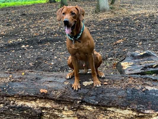 Rhodesian Ridgeback-Beitrag-Bild