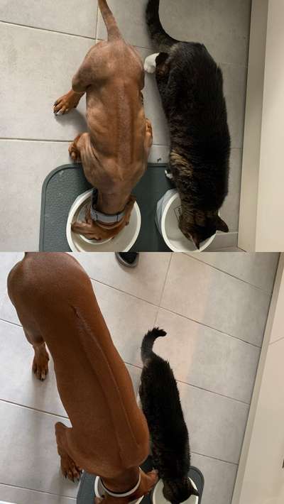 Rhodesian Ridgeback-Beitrag-Bild