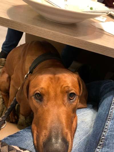 Rhodesian Ridgeback-Beitrag-Bild
