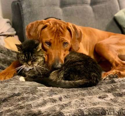 Rhodesian Ridgeback-Beitrag-Bild