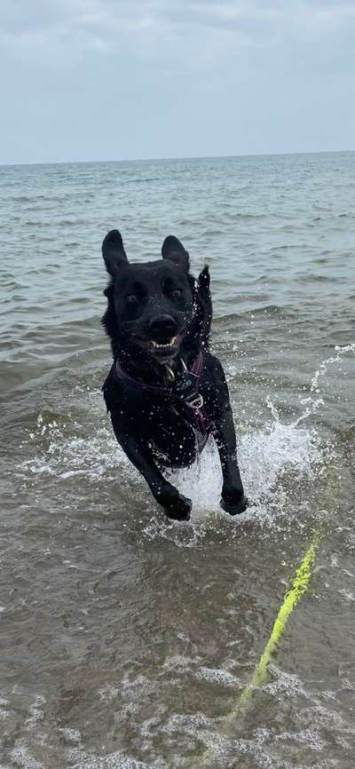 Die Dogorama-Wochen-Challenge "Die schönste Grimasse"-Beitrag-Bild