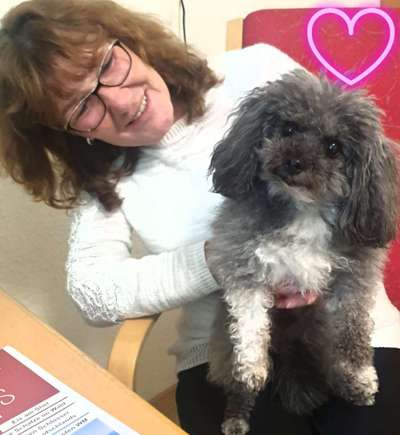 Hundetreffen-Treffen mit Mini-Hund-Bild