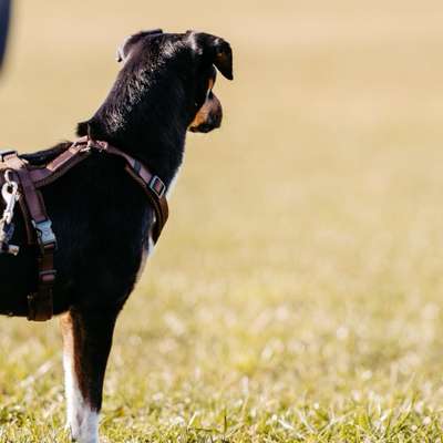 Hundetreffen-Hundebegegnungen üben-Bild