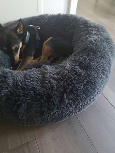 Mischlingshunde Foto Aufruf-Beitrag-Bild