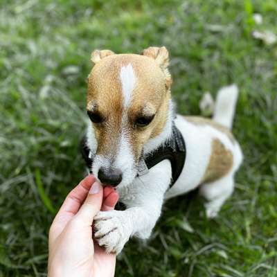 Dogorama Blog Challenge: Hundetricks-Beitrag-Bild