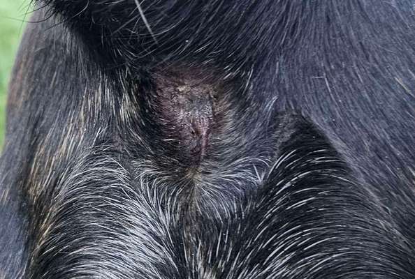 Irgendwelche "fetzen" am po (Würmer/Giardien negativ)-Beitrag-Bild