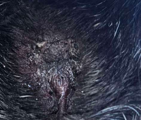 Irgendwelche "fetzen" am po (Würmer/Giardien negativ)-Beitrag-Bild