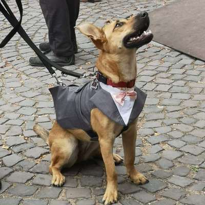 Hundetreffen-Spielkameraden gesucht-Bild