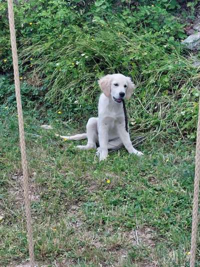 Golden Retriever-Beitrag-Bild