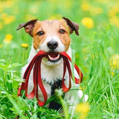 Hundetreffen-Ich biete Gassi gehen mit deinem Hund an :)-Bild