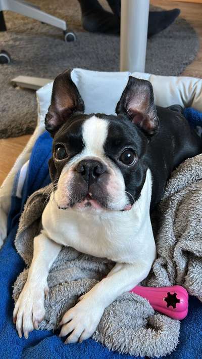 Boston Terrier Liebhaber❤️-Beitrag-Bild