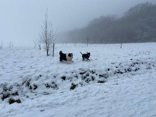 Dogorama Photo Challenge - Winterstimmung-Beitrag-Bild